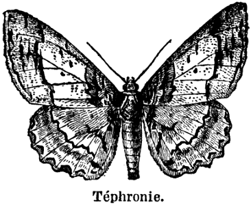 téphronie