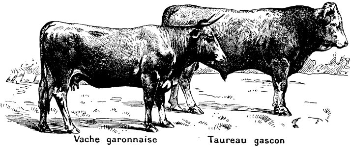 boeuf-4