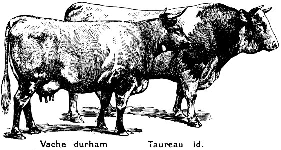 boeuf-3