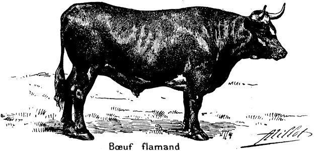 boeuf-2