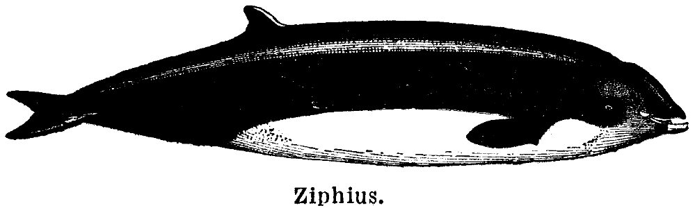 ziphius