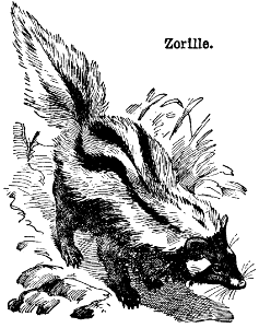 zorille