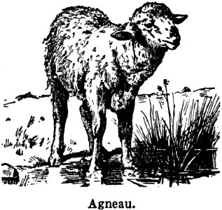 agneau