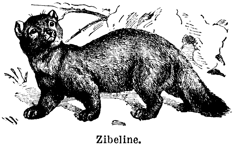 zibeline