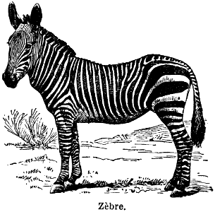 zèbre