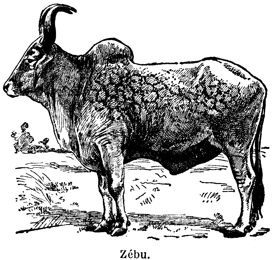 zébu