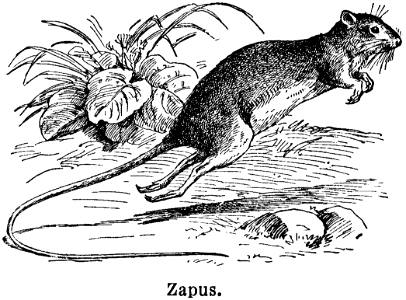 zapus