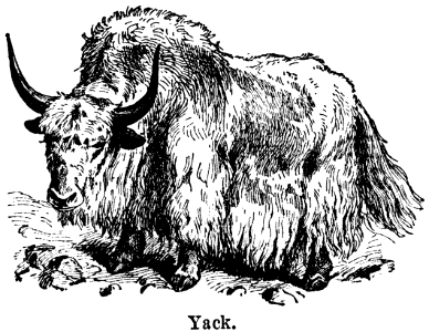 yack