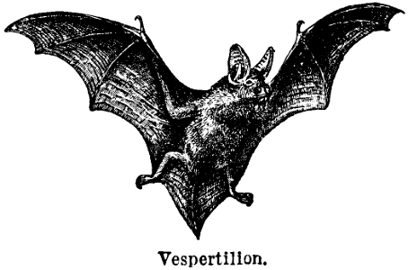 vespertilion