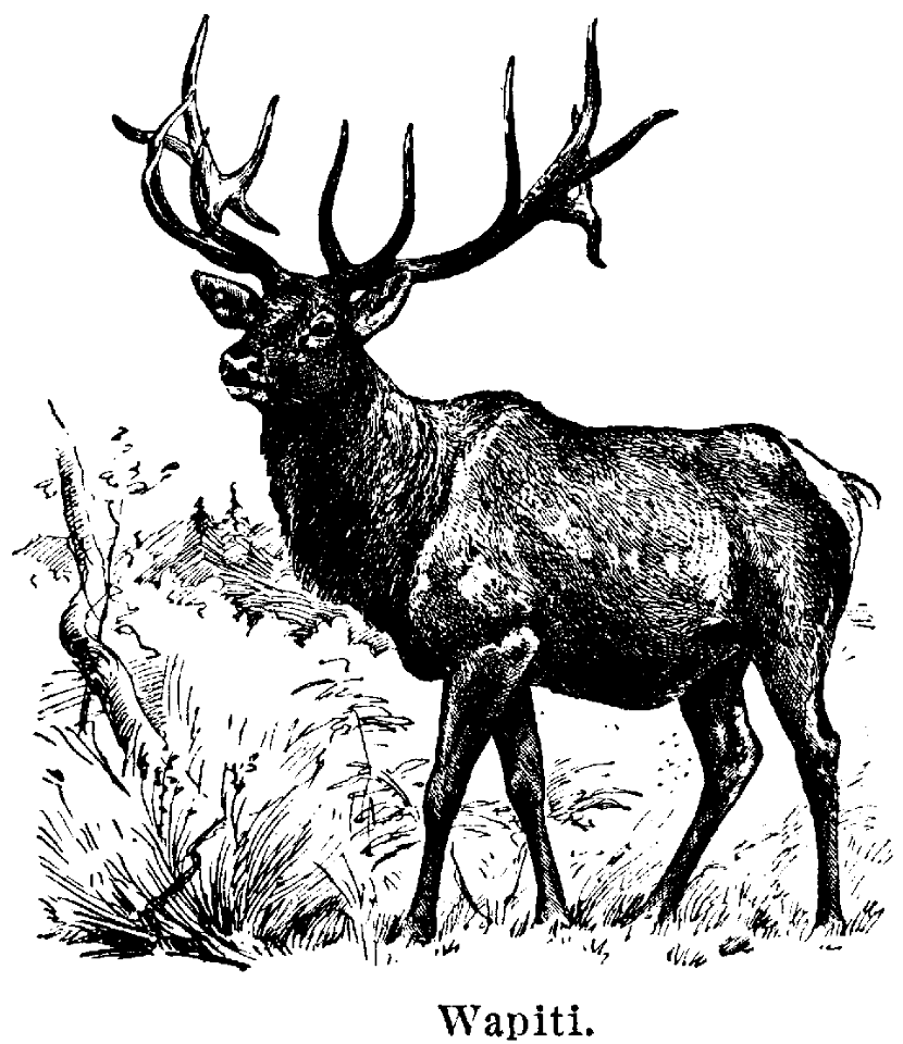 wapiti