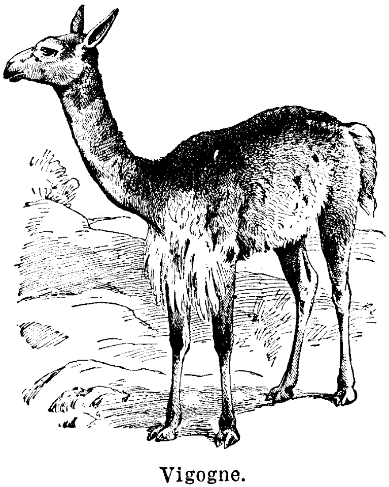 vigogne