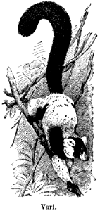 vari