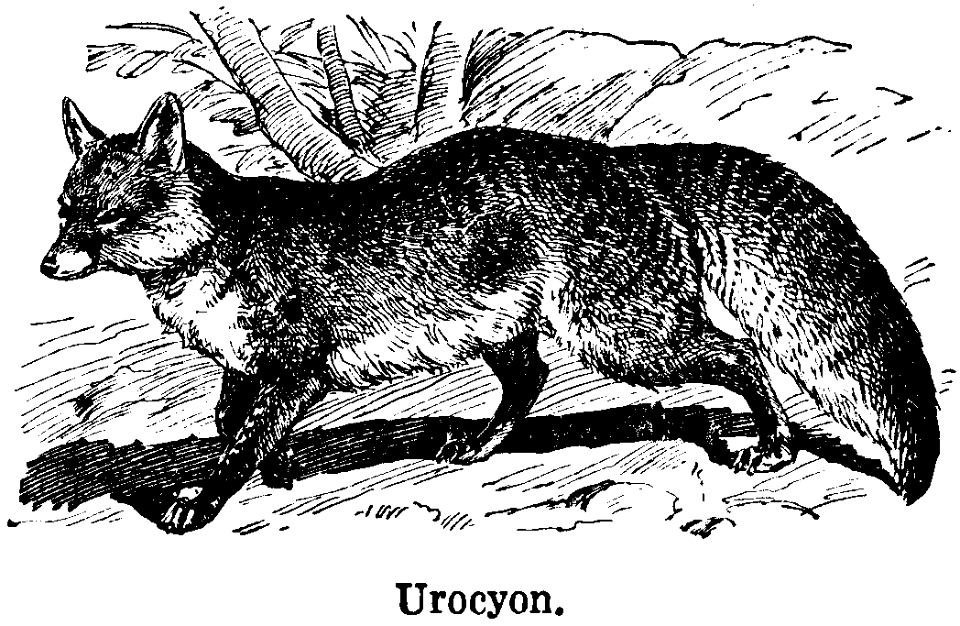 urocyon