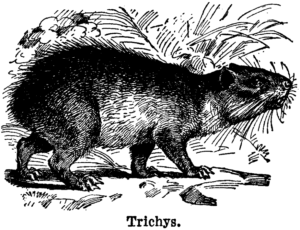 trichys
