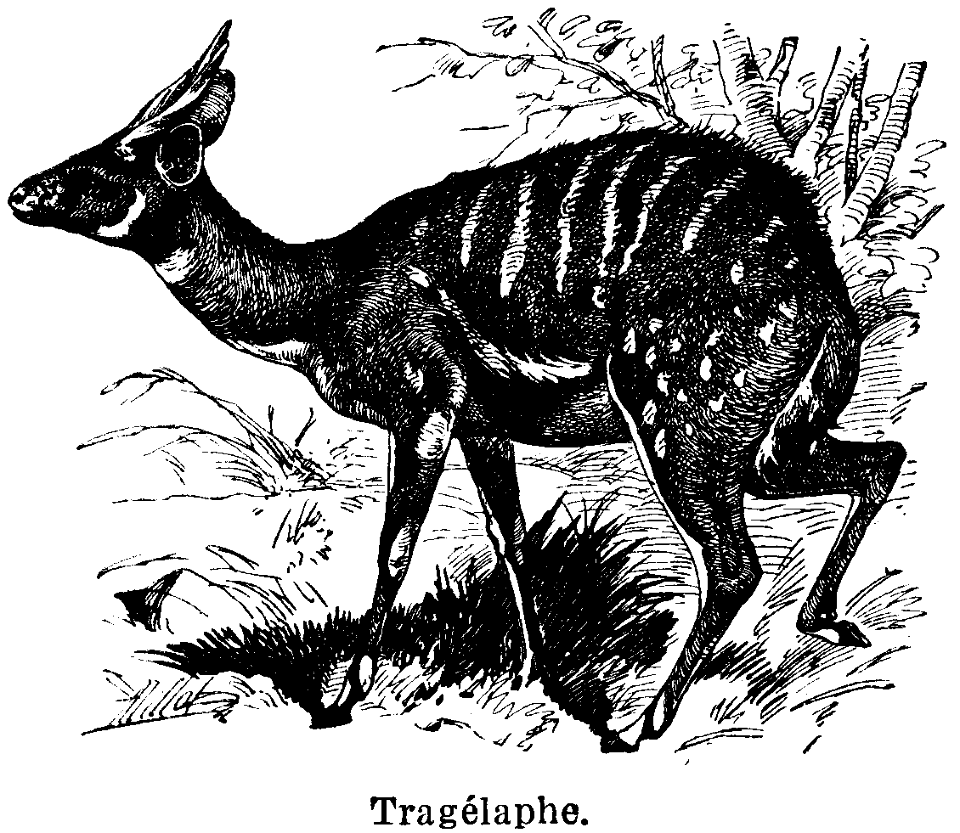 tragélaphe