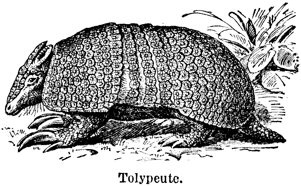 tolypeute
