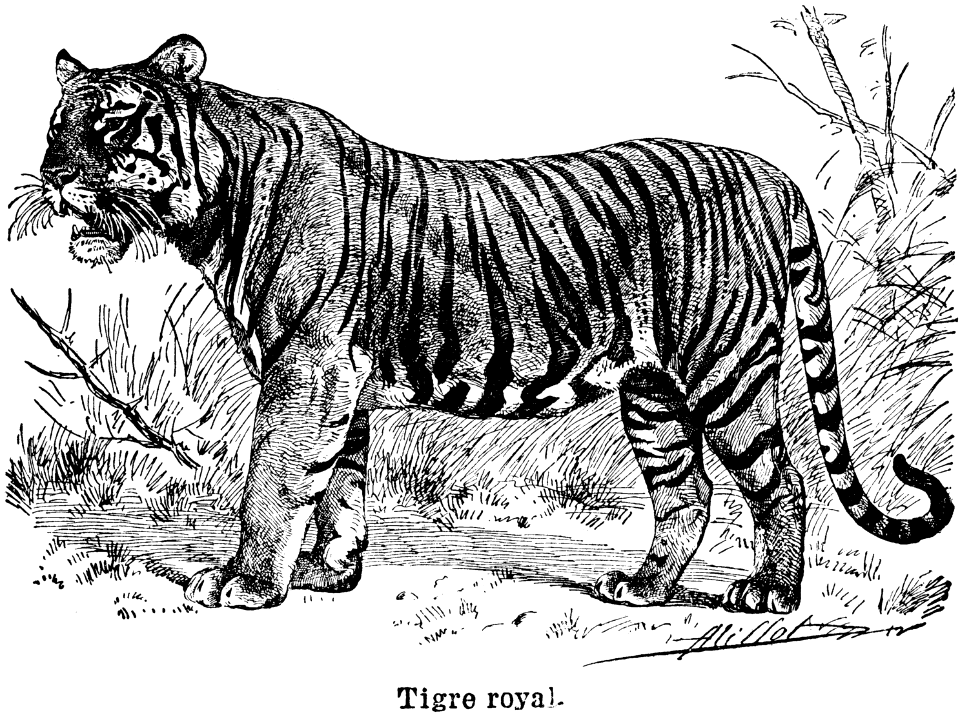 tigre