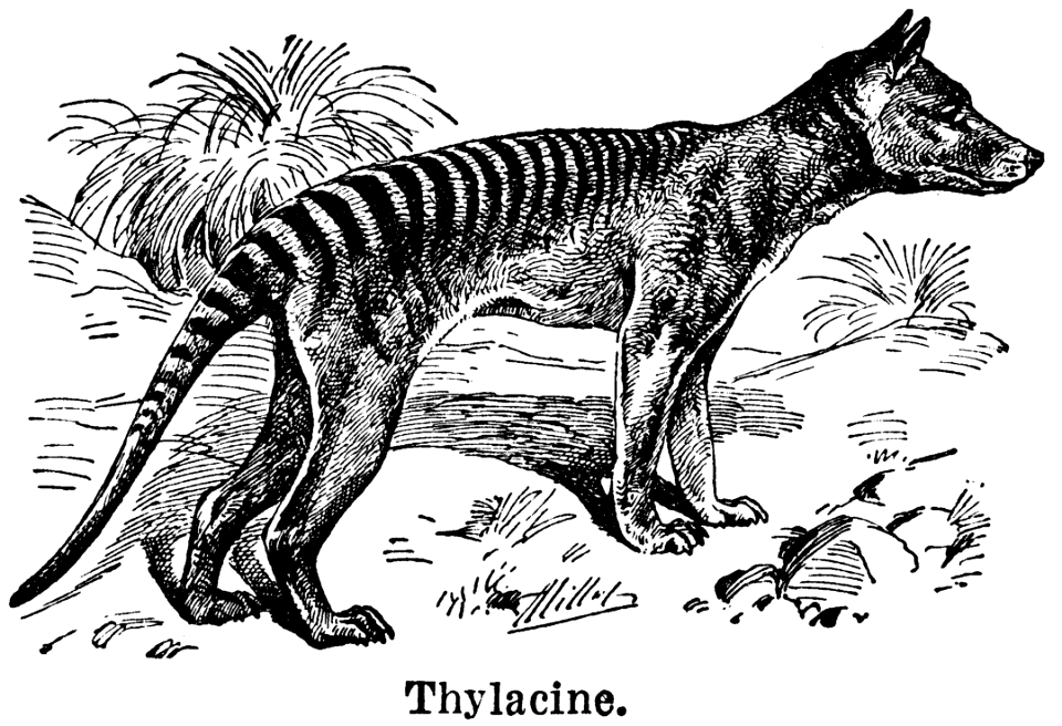 thylacine