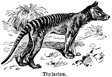 thylacine