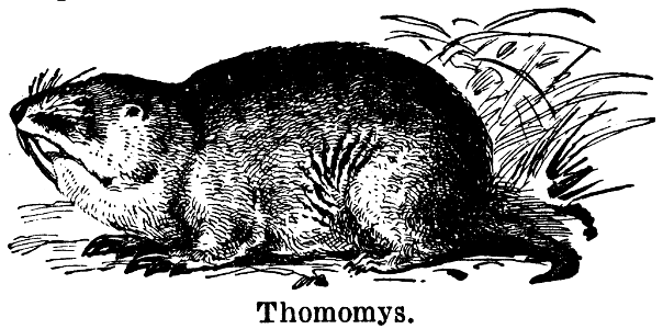 thomomys