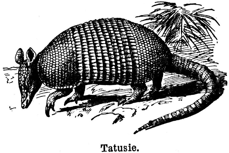 tatusie