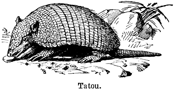 tatou