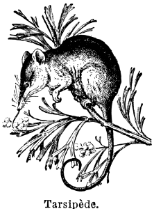 tarsipède
