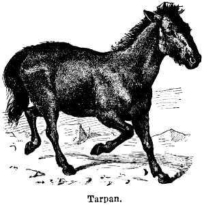 tarpan