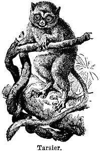 tarsier