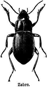 zabre