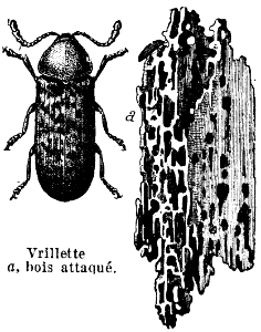vrillette