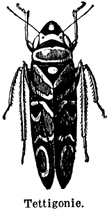 tettigonie