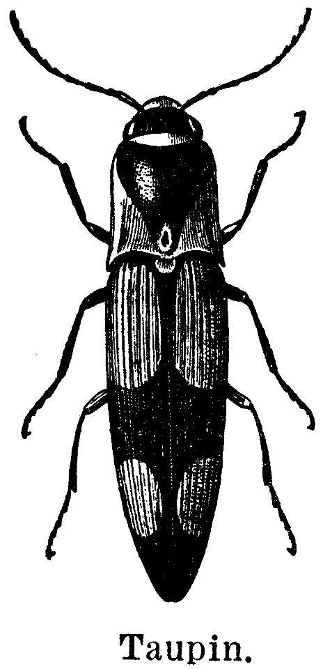 taupin