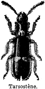 tarsostène