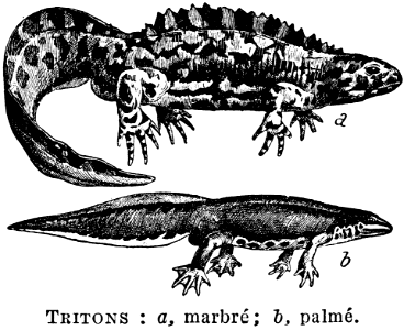 tritons