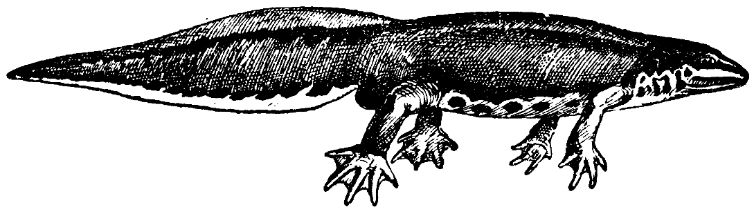triton palmé