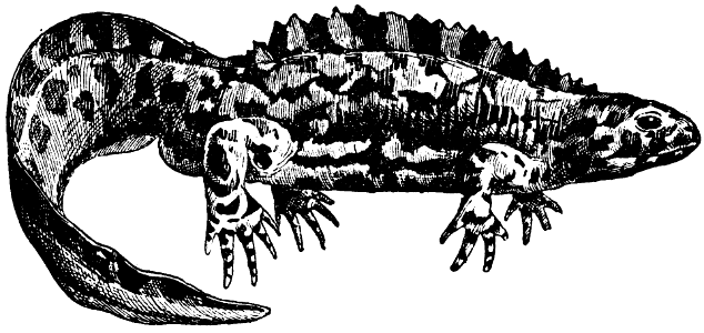 triton marbré