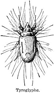 tyroglyphe