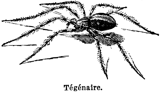 tégénaire