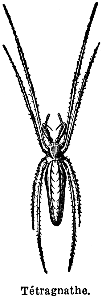 tétragnathe