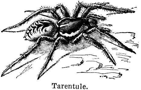 tarentule