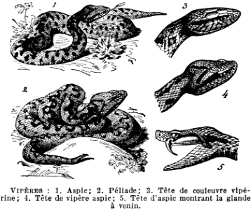 vipères
