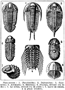 trilobites