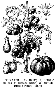 tomates