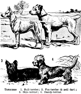 terriers