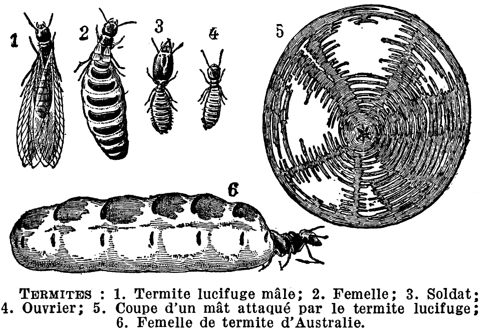 termites