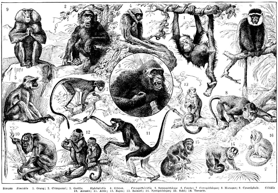 singes