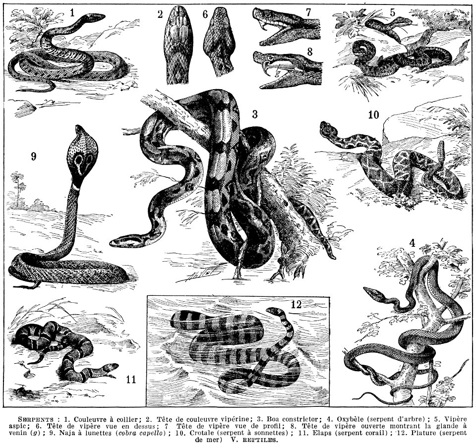 serpents 2