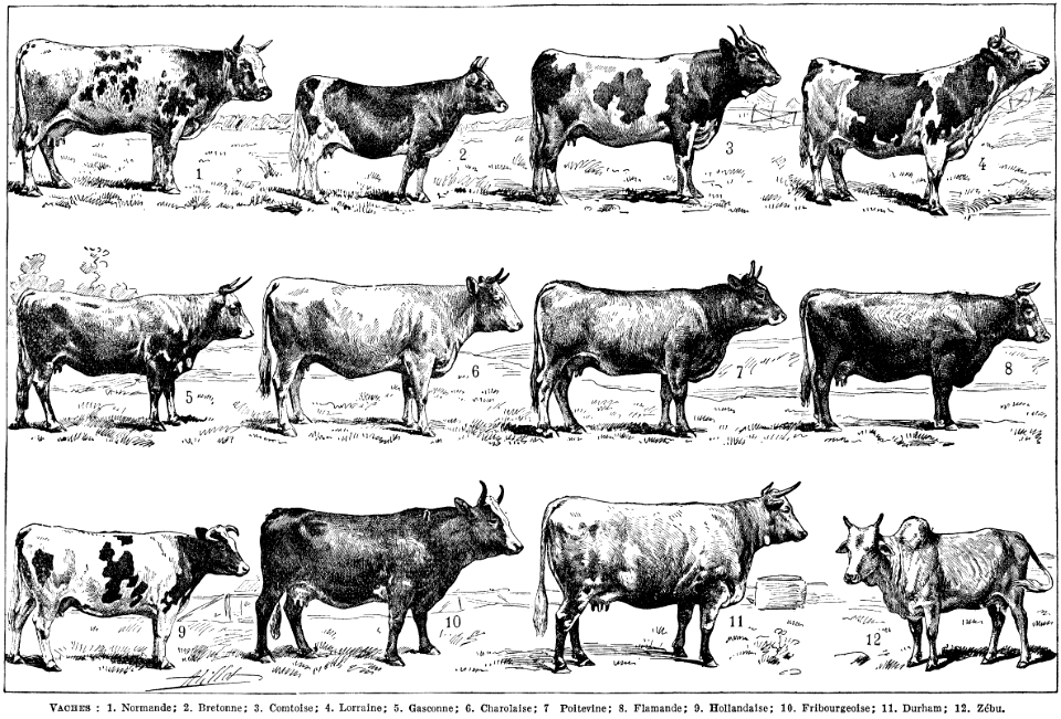 vaches - Free Stock Illustrations | Creazilla