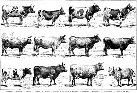 vaches